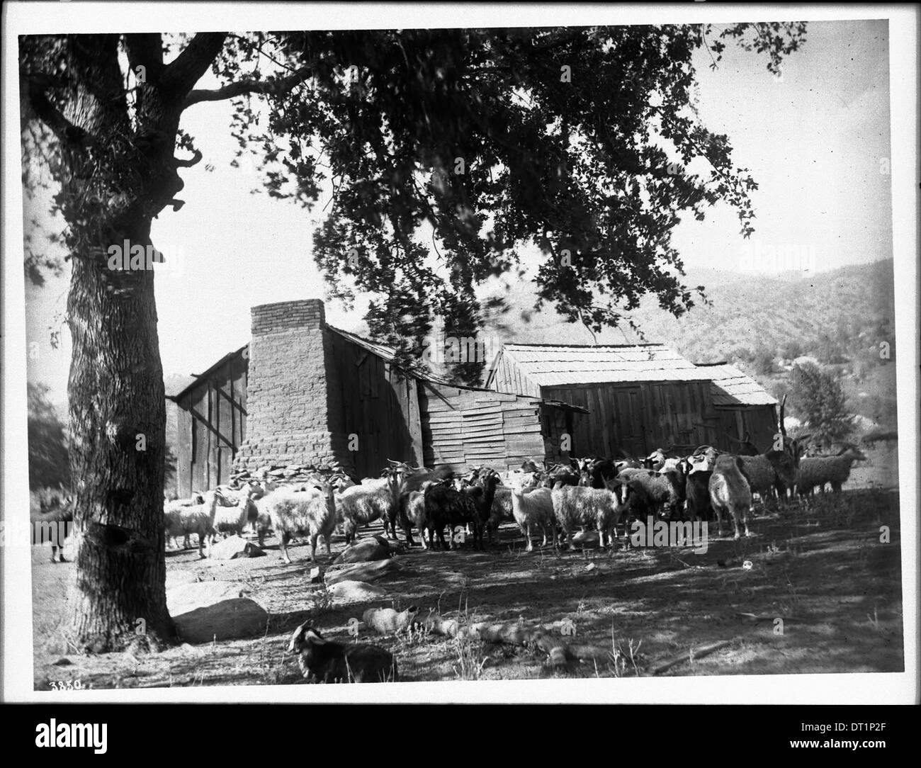 Eine Ziegenherde im Besitz der Tule River Indianer, die um 1900 in ihrem Reservat nahe Porterville, Kalifornien, zu sehen war und indigene landwirtschaftliche Praktiken veranschaulicht. Stockfoto