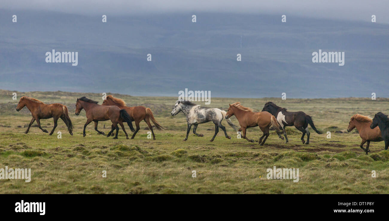 Herde von Islandpferden ausgeführt, Snaefellsnes Halbinsel, Island Stockfoto