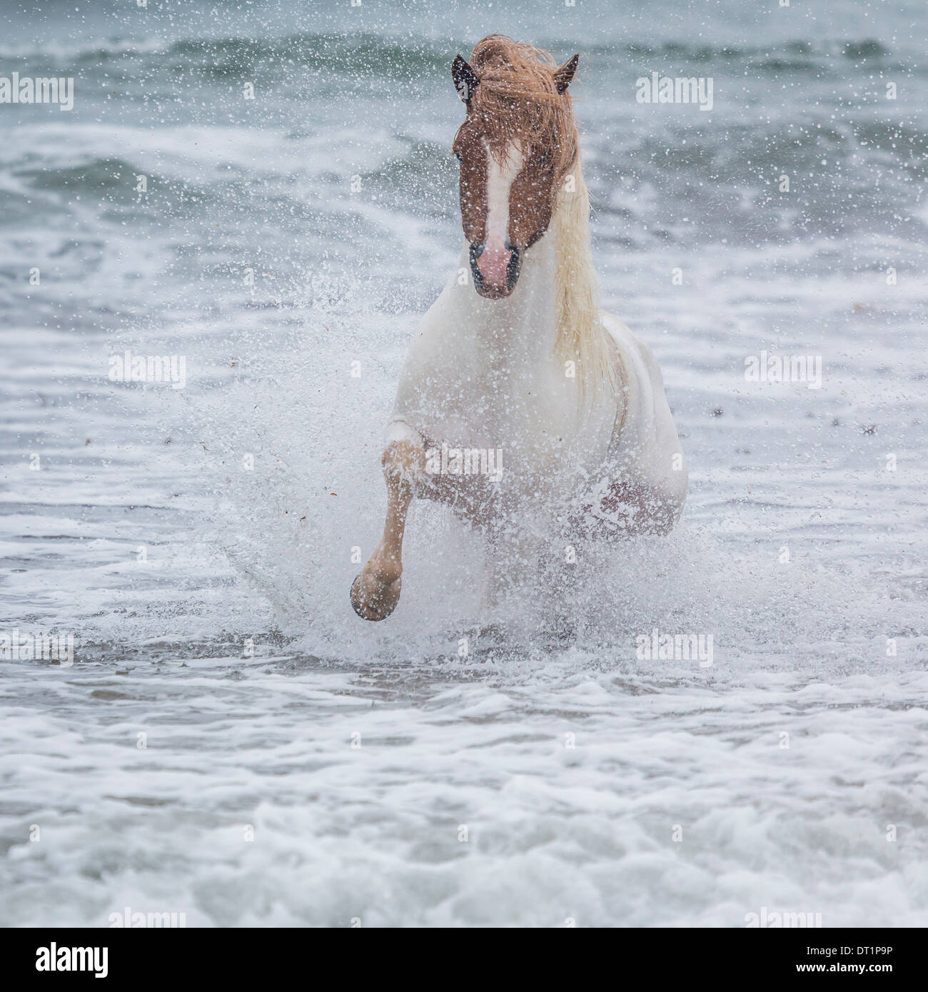 Pferd Rennen im Ozean, Snaefellsnes Halbinsel, Island Stockfoto