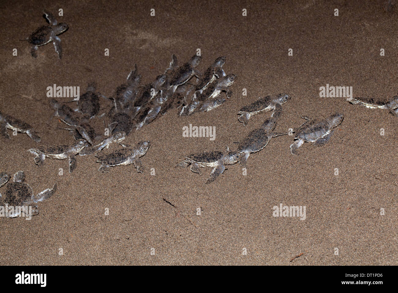 Suppenschildkröte (Chelonia Mydas). Jungtiere verlassen in einer synchronisierten Abkehr von nistenden Hohlraum in vulkanischen Sand des Strandes. Stockfoto