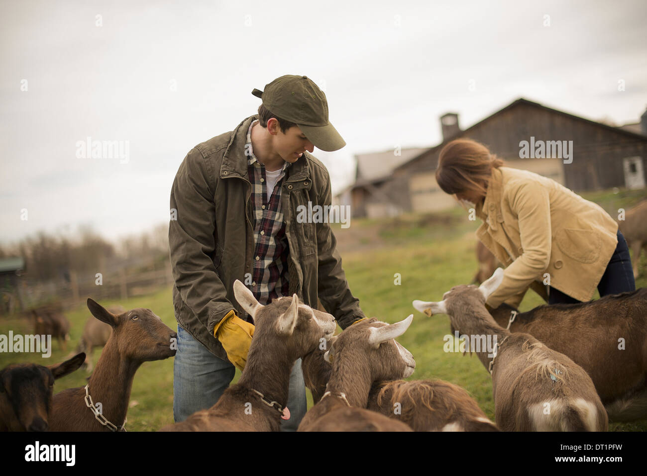 Milchviehbetrieb Landwirt Arbeits- und tendenziell die Tiere Stockfoto