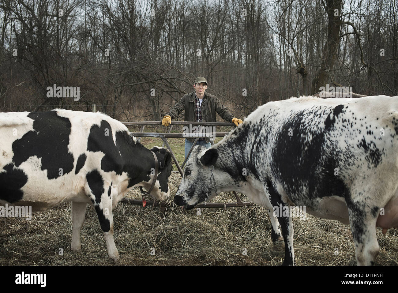 Milchviehbetrieb Landwirt Arbeits- und tendenziell die Tiere Stockfoto