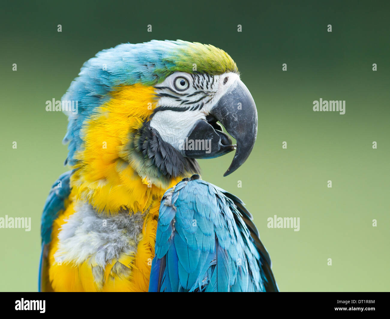 Nahaufnahme von einem Ara-Papagei in der Natur Stockfoto