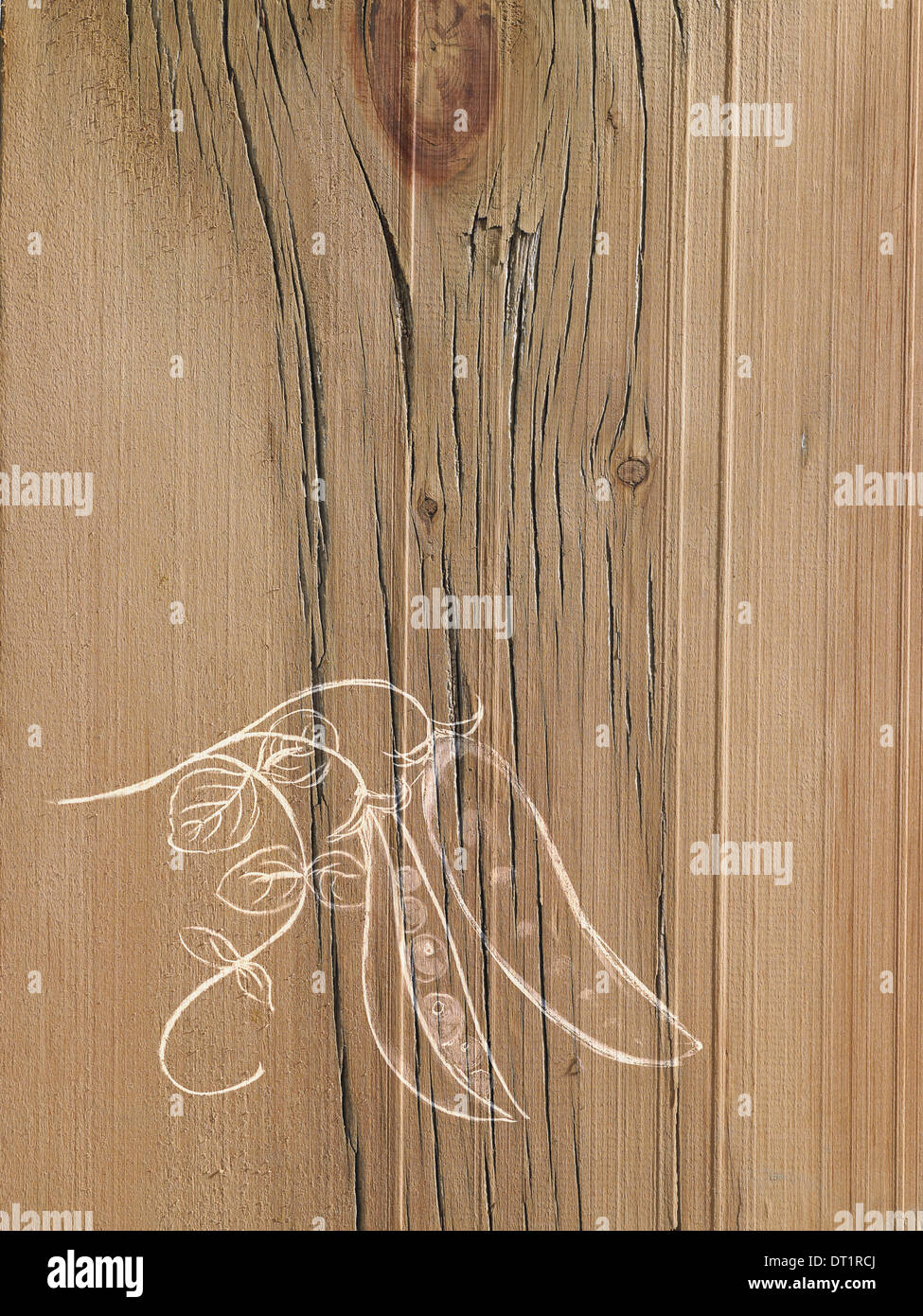 Eine Strichzeichnung Bild auf eine natürliche Holzmaserung Hintergrund frische Erbsen in einer Schote am Rebstock Stockfoto