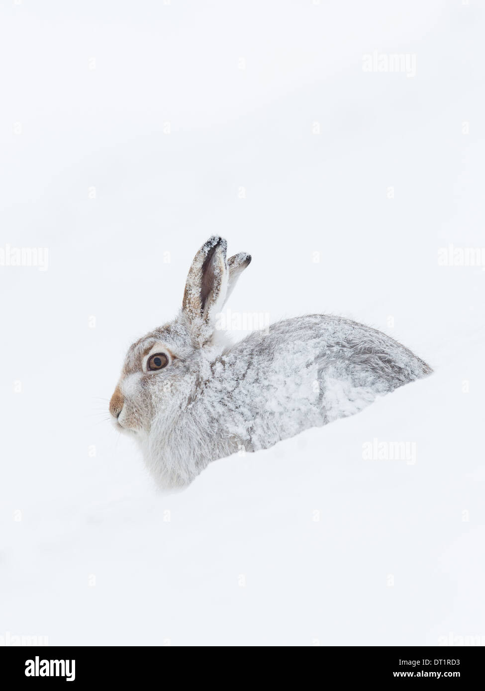 Schottische Schneehase (Lepus Timidus) sitzt unter Schnee in Schottisches Hochland, Großbritannien Stockfoto