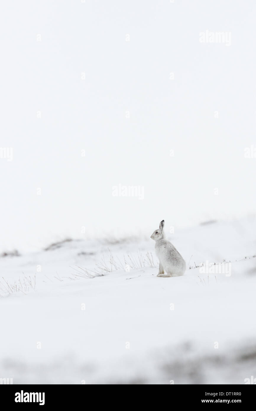 Schottische Schneehase (Lepus Timidus) sitzen in einer verschneiten Landschaft. Schottischen Highlands, Großbritannien Stockfoto
