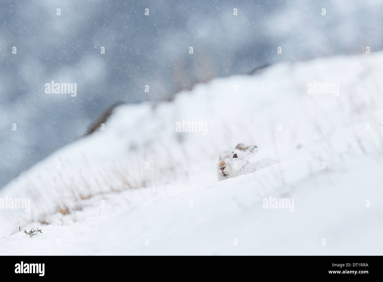 Schottische Schneehase (Lepus Timidus) liegt umgeben von Schnee in einem Schneedusche. Schottischen Highlands, Großbritannien Stockfoto