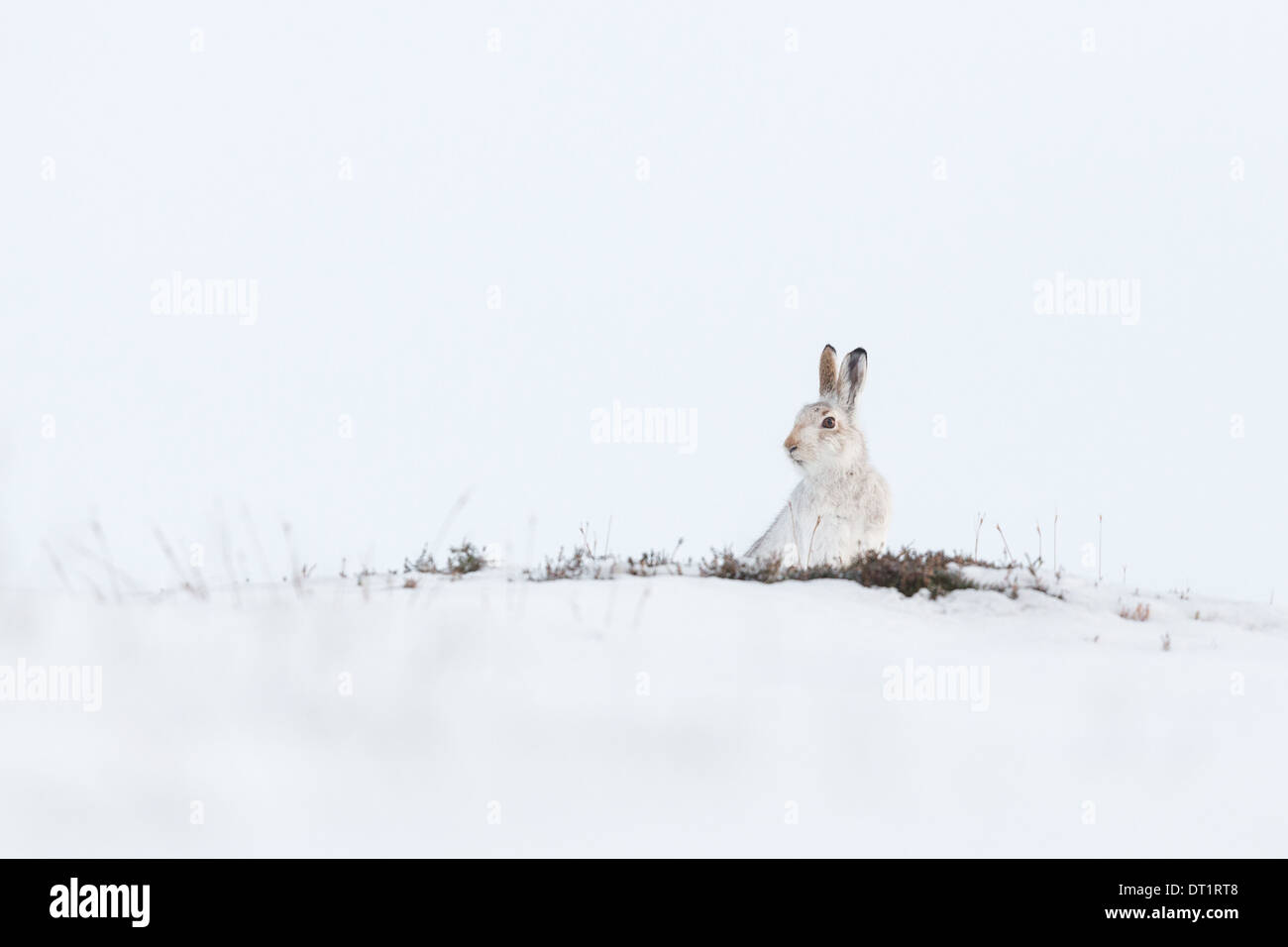 Schottische Schneehase (Lepus Timidus) sitzt mit Blick auf einen Grat unter Schnee in Schottisches Hochland, Großbritannien Stockfoto