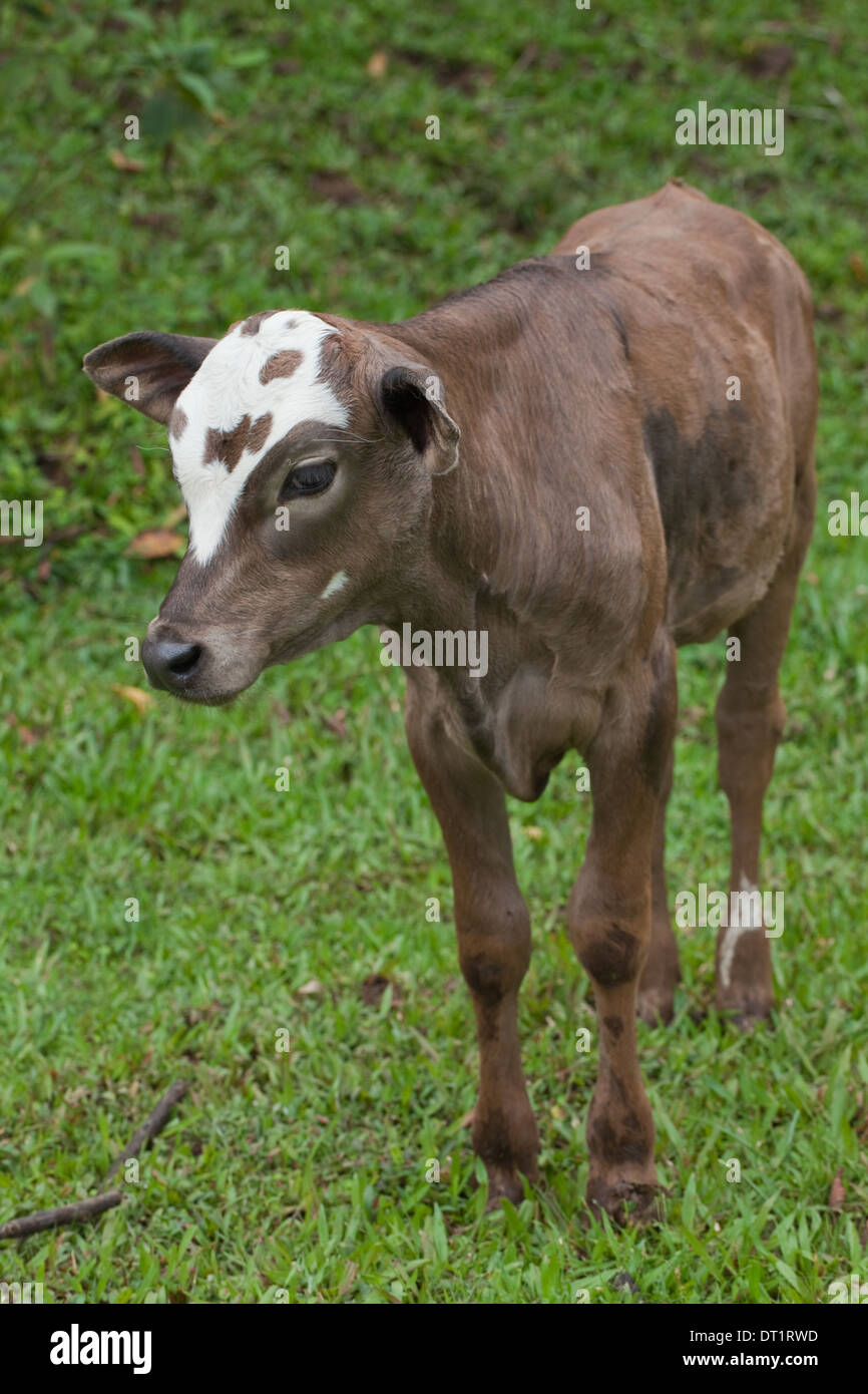 Zebu Typ Kalb (Bos Primigemius X Taurus). Costa Rica. Junge Steuern noch um charakteristische Buckel über die Schultern zu wachsen. Stockfoto