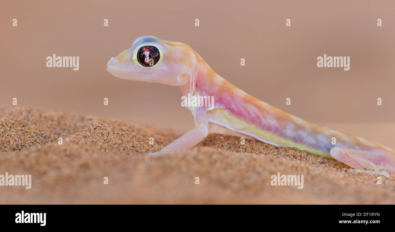 Palmatogecko (Pachydactylus Rangei) auch bekannt als Web-footed Gecko einen nachtaktiven Gecko endemisch in der Namib-Wüste Stockfoto