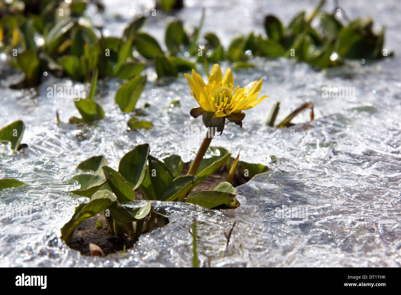 Gelbe Feder Blume Nahaufnahme steigt aus dem Eis Stockfoto