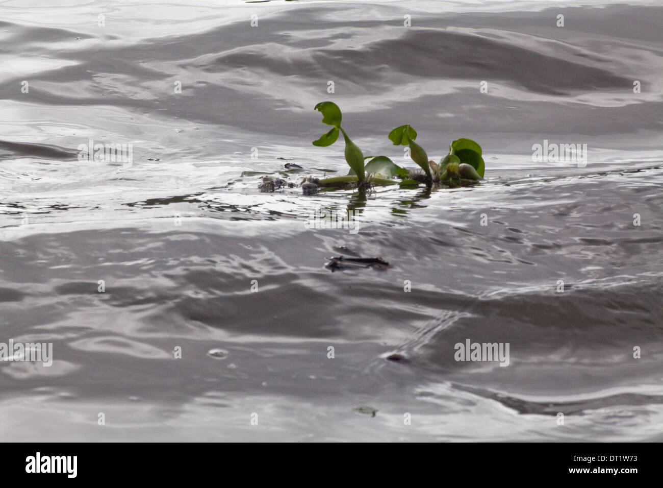 Wasser-Hyazinthe (Eichornia Crassipes). Eingeborener nach Amazonien. Anderswo eine invasive exotische. Stück Weg zu brechen. Stockfoto