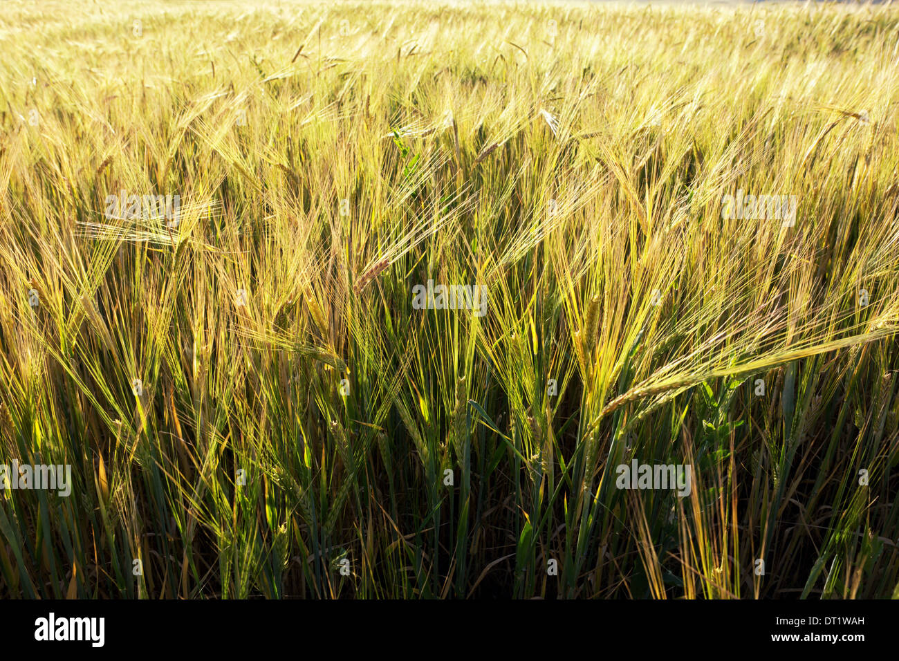 Grünen Weizen Feld Hintergrund Stockfoto