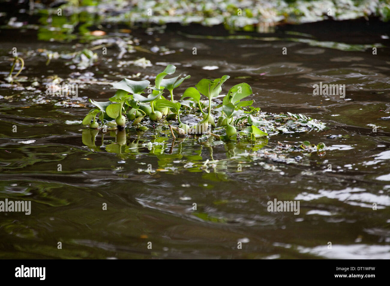 Wasser-Hyazinthe (Eichornia Crassipes). Eingeborener nach Amazonien. Anderswo eine invasive exotische. Stück Weg zu brechen. Stockfoto