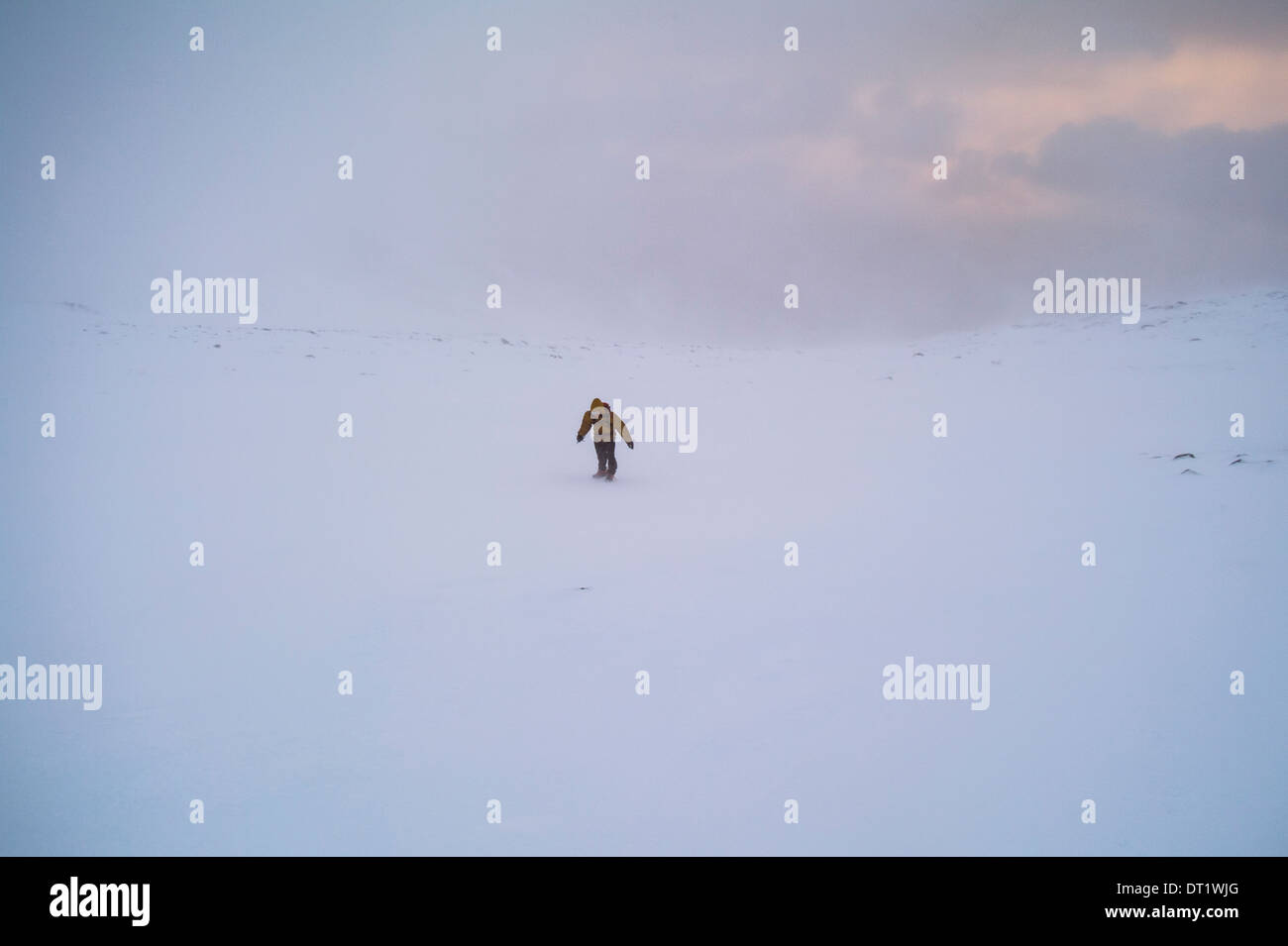 Ein Mann kämpft in einem Winter Schneesturm in den Highlands von Schottland, gefärbt durch das letzte Licht des Tages aufstehen Stockfoto