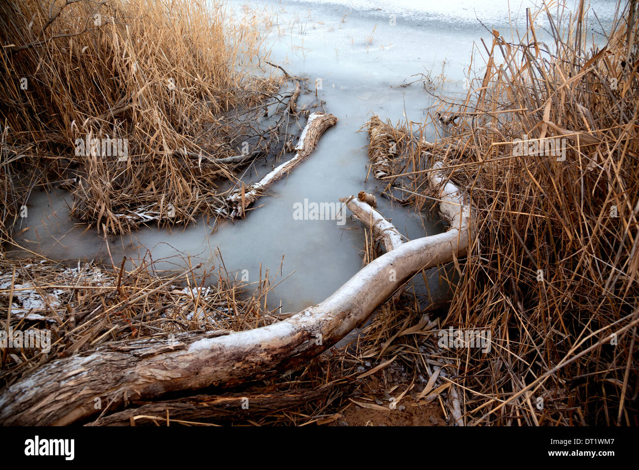 Ein Teich mit ersten Eis auf dem Wasser bilden. Stockfoto
