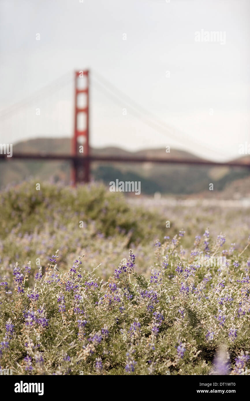 Frühling Wildblumen in eine Wiese und Blick auf die Golden Gate Brücke in San Francisco Bucht Stockfoto