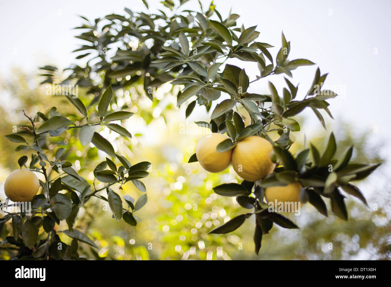 Eine gewebte Bogen oder Spalier der Baum Früchte gelbe Zitronen auf den Zweig Bio Zitrusfrüchte Stockfoto