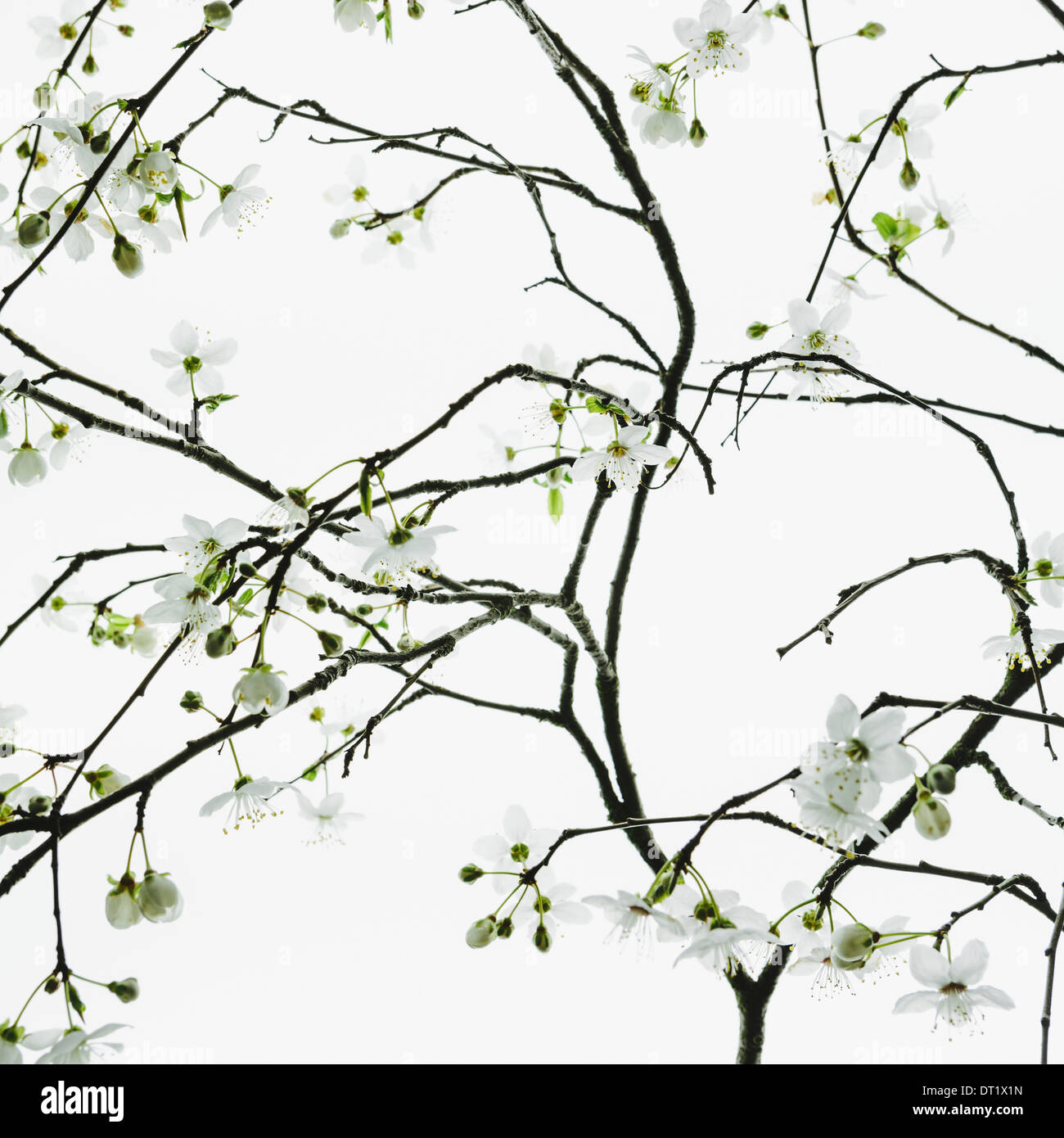 Ein Apfel Baum blüht und wächst im Frühjahr Zeit, grüne Blätter und weiße Blüten gegen einen weißen Hintergrund A Ast Stockfoto