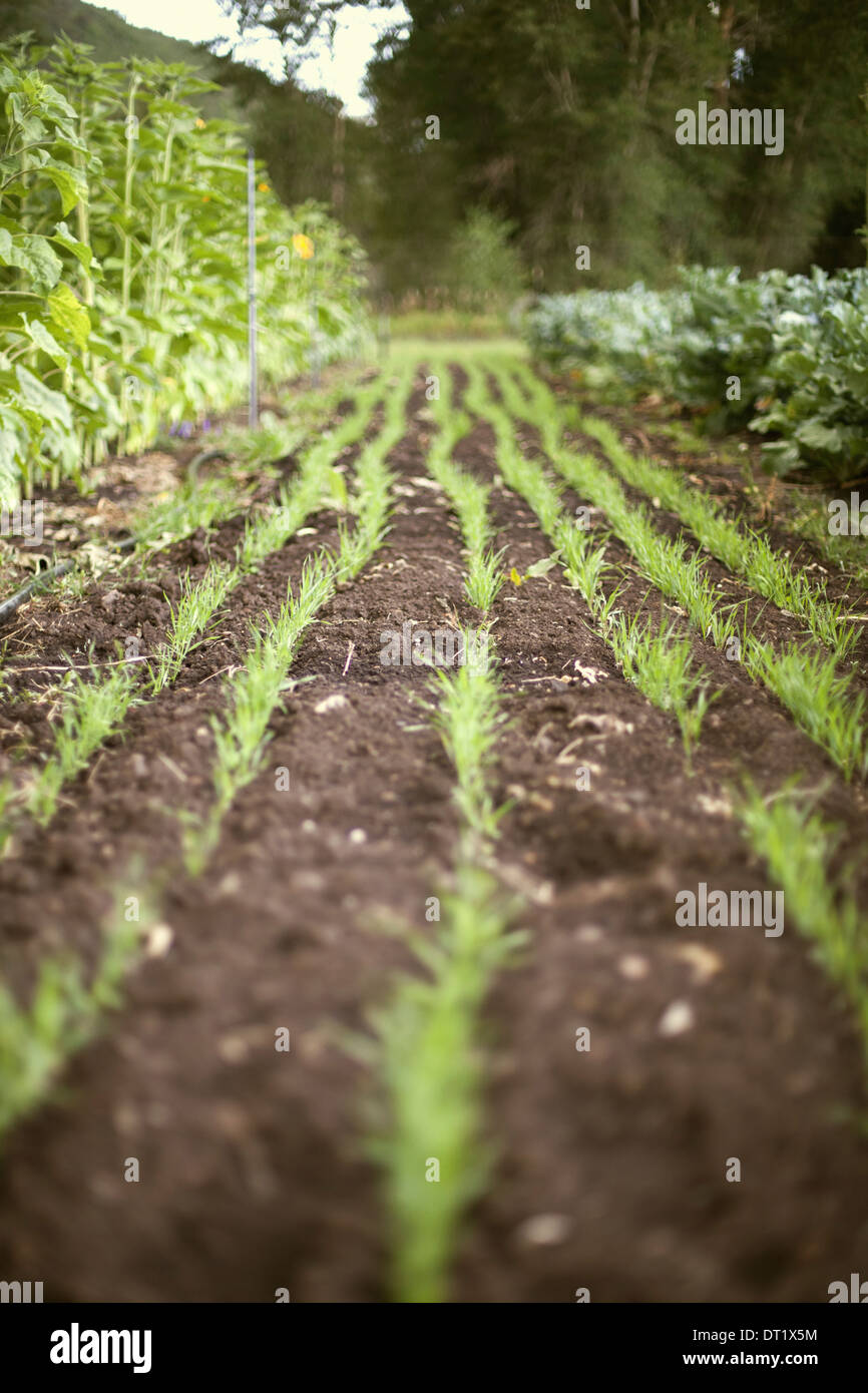 Ein Gemüse Beet gepflanzt mit Reihen von grünen Triebe Sämlinge und Pflanzen frischen Bio-Produkten Gärtnerei Stockfoto