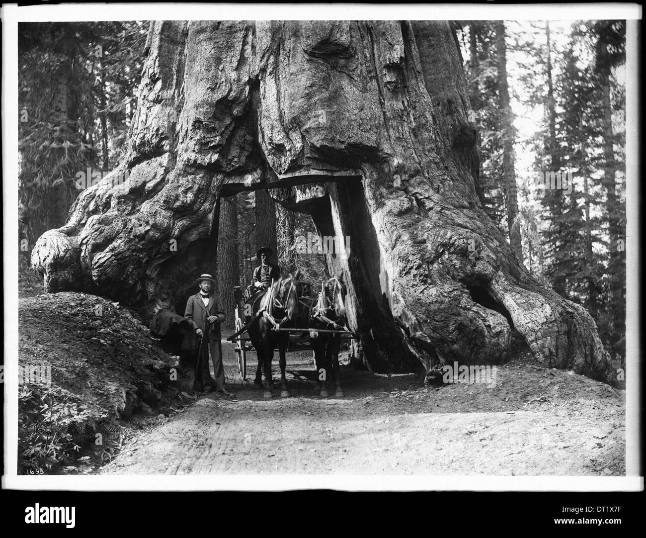 Ein Pferdewagen, der um 1900 durch ein großes Loch in einem Big Tree im Mariposa Grove im Yosemite-Nationalpark fährt. Stockfoto
