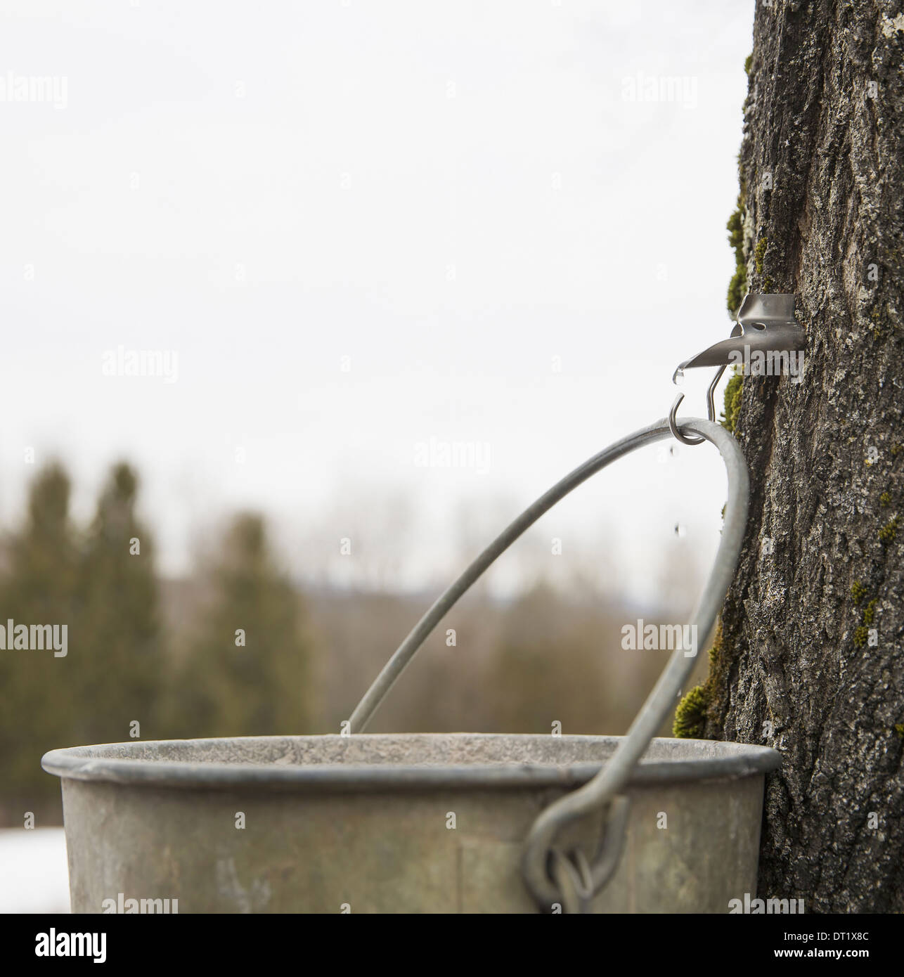 Ein Metall Eimer hängen von einem Haken in der Rinde ein Ahornbaum sammeln die sap Stockfoto