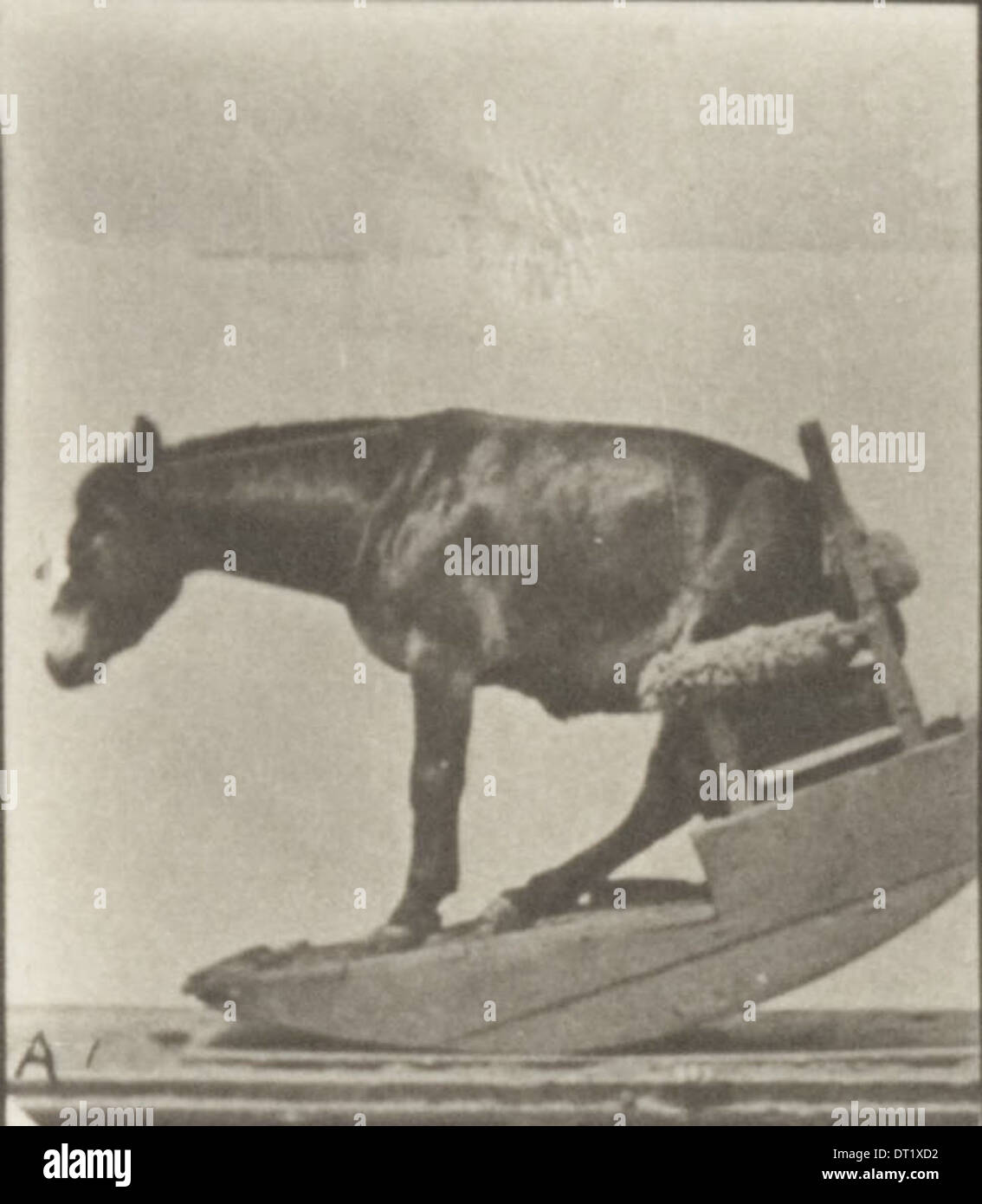 Dieses Foto zeigt Horse Denver in verschiedenen Auftritten, wahrscheinlich aus einer Wandershow oder einem Zirkus, die die geschulten Fähigkeiten und die Showmankünste des Tieres hervorheben. Stockfoto