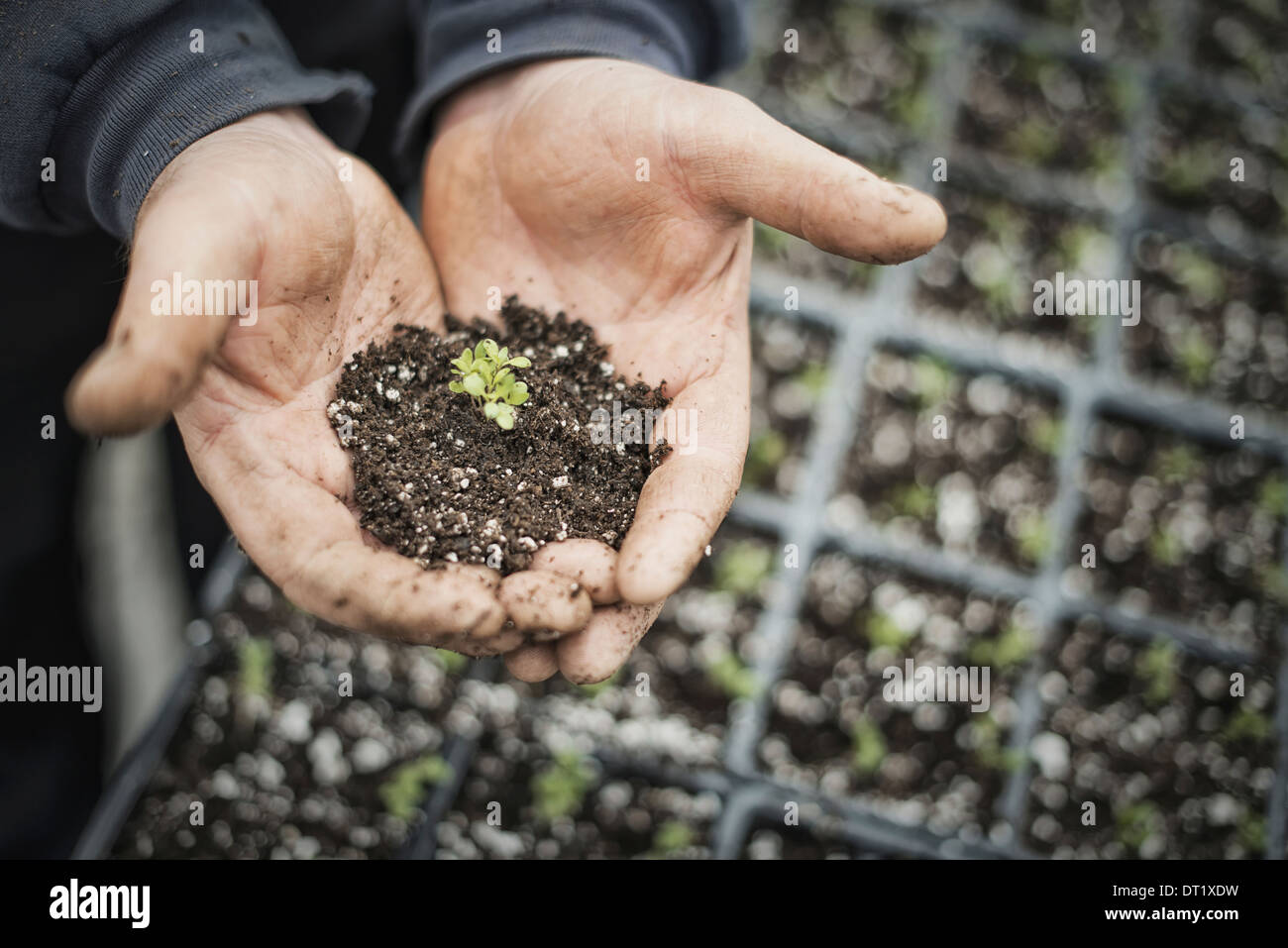 Frühling-Wachstum in einer Bio-Gärtnerei A Person mit einer Handvoll Erde und ein gesundes neues Sämling Stockfoto