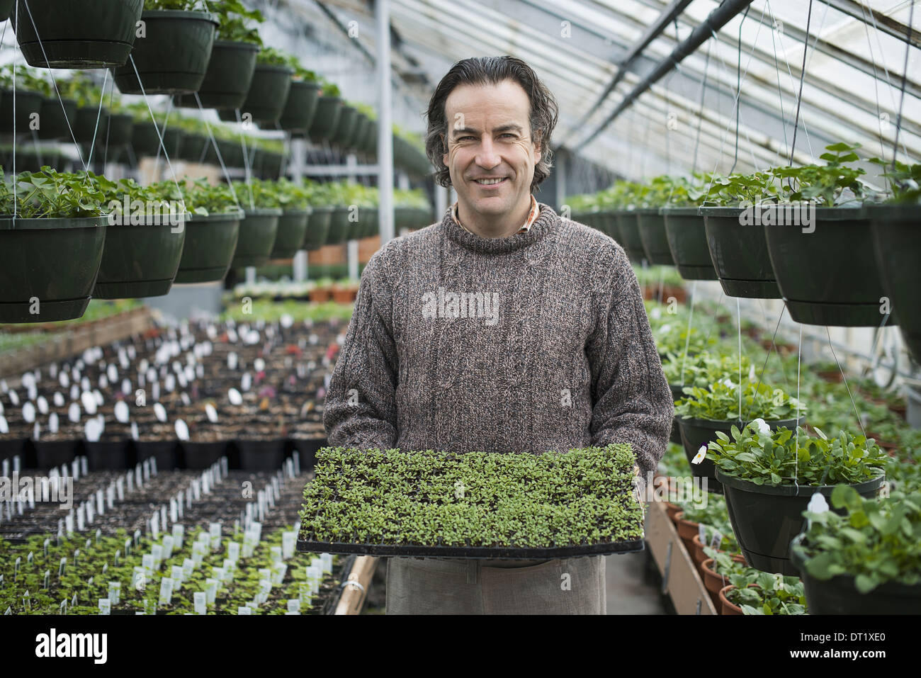 Frühling-Wachstum in einem organischen Stoffen pflanzlichen Kindergarten A Mann hält ein Tablett mit gesunden grünen Keimlinge Stockfoto