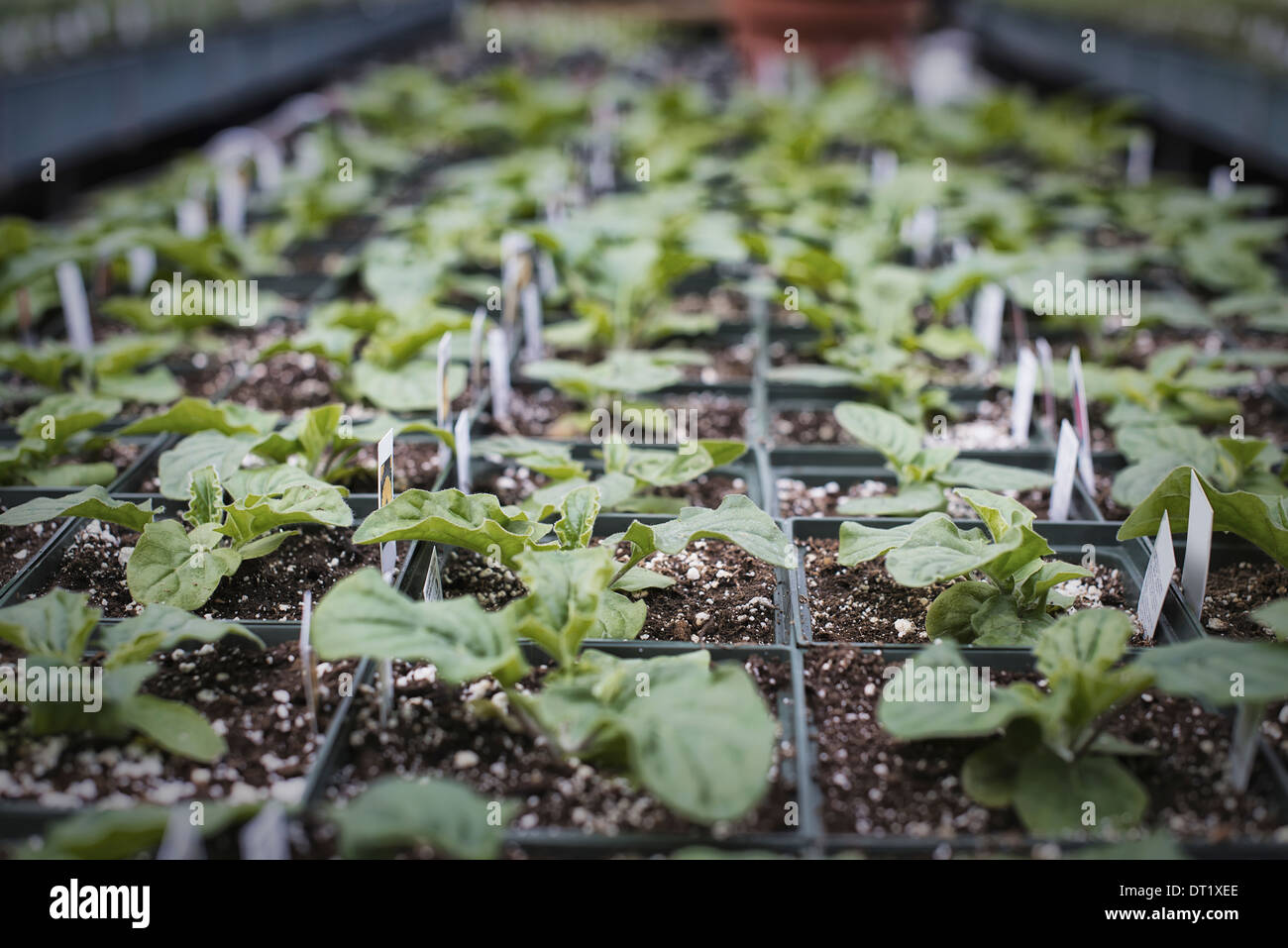 Frühling-Wachstum in einer organischen Gärtnerei Gewächshaus Inszenierung mit Schalen von Jungpflanzen Stockfoto