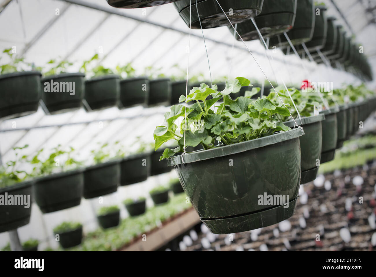 Wachstum in einem organischen Gärtnerei ein Gewächshaus mit hängenden Körben Frühling und Pflanzen Setzlinge Stockfoto