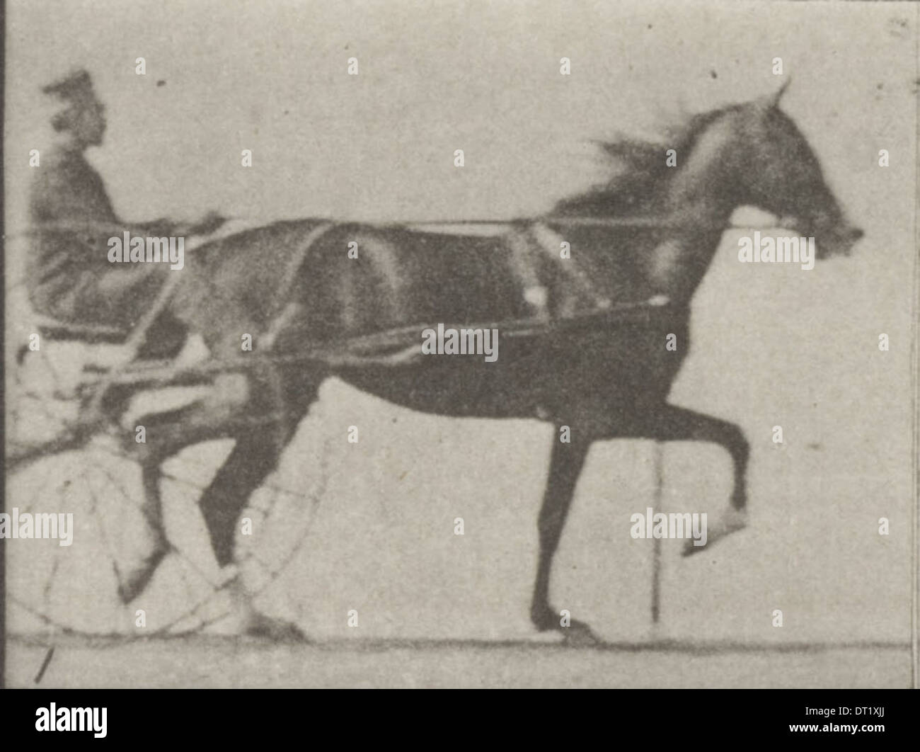Dieses Foto zeigt das Pferd Flode Holden beim Traben, während es an einem Trottel angespannt ist, wobei der Fahrer sichtbar ist. Es zeigt Harness-Rennen oder Trab-Wettbewerbe. Stockfoto