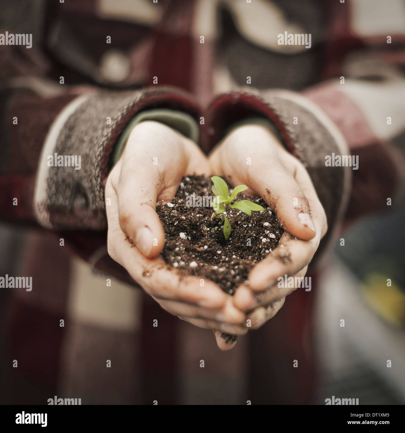Eine Person in einem kommerziellen Gewächshaus einen kleine Pflanze Setzling im Boden in ihrer hohlen Hand halten Stockfoto