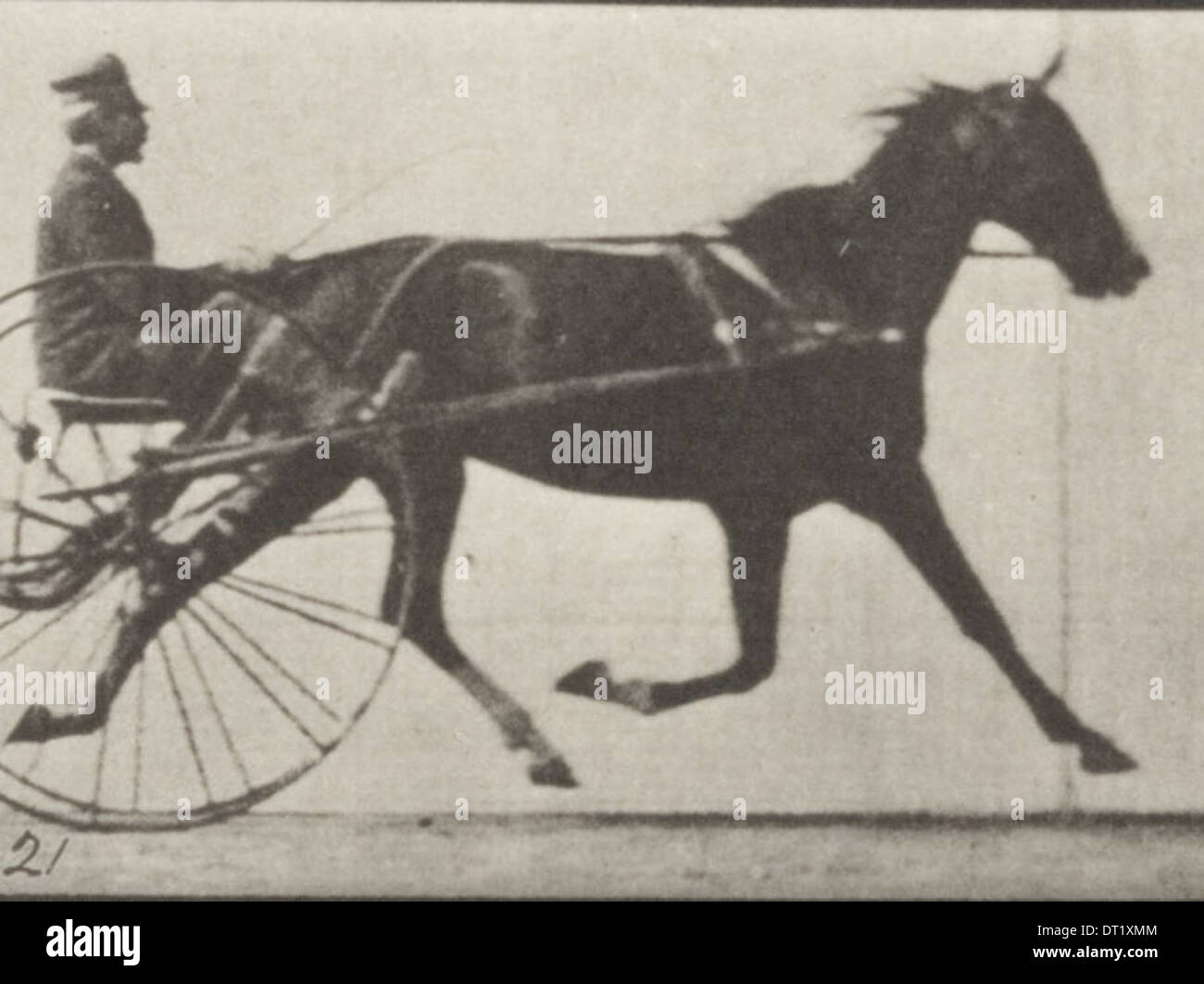 Ein Pferd namens Flode Holden, das mit einem Fahrer auf einem Trottel getragen wird, das auf einem Vintage-Foto festgehalten wird, das frühe Pferderennen oder Harness-Rennen repräsentiert. Stockfoto