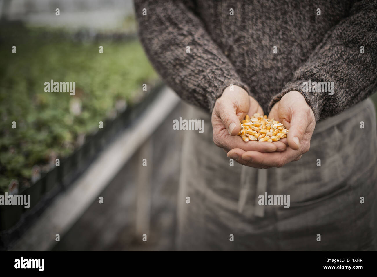 Frühling, einen Mann hält eine Handvoll Samen zu Pflanzen Stockfoto