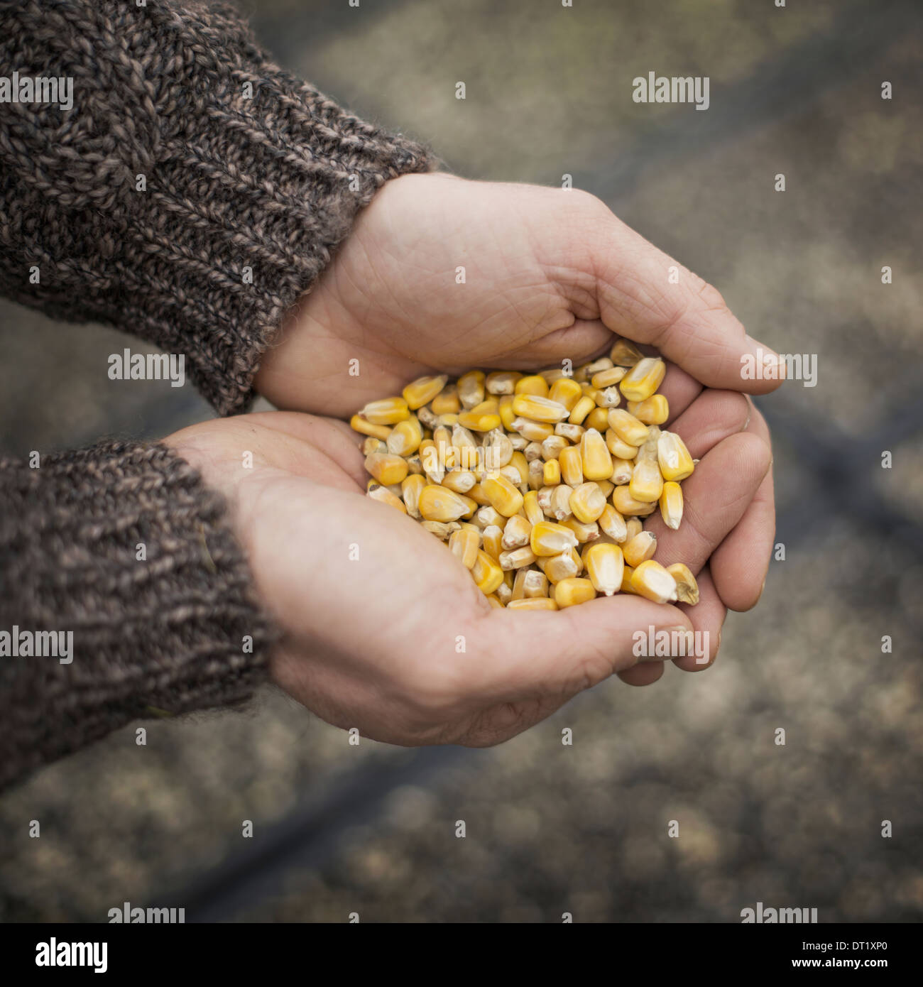Kann Man Einem Mann Eine Gebärmutter Einpflanzen Samen Flora Stockfotos und -bilder Kaufen - Alamy