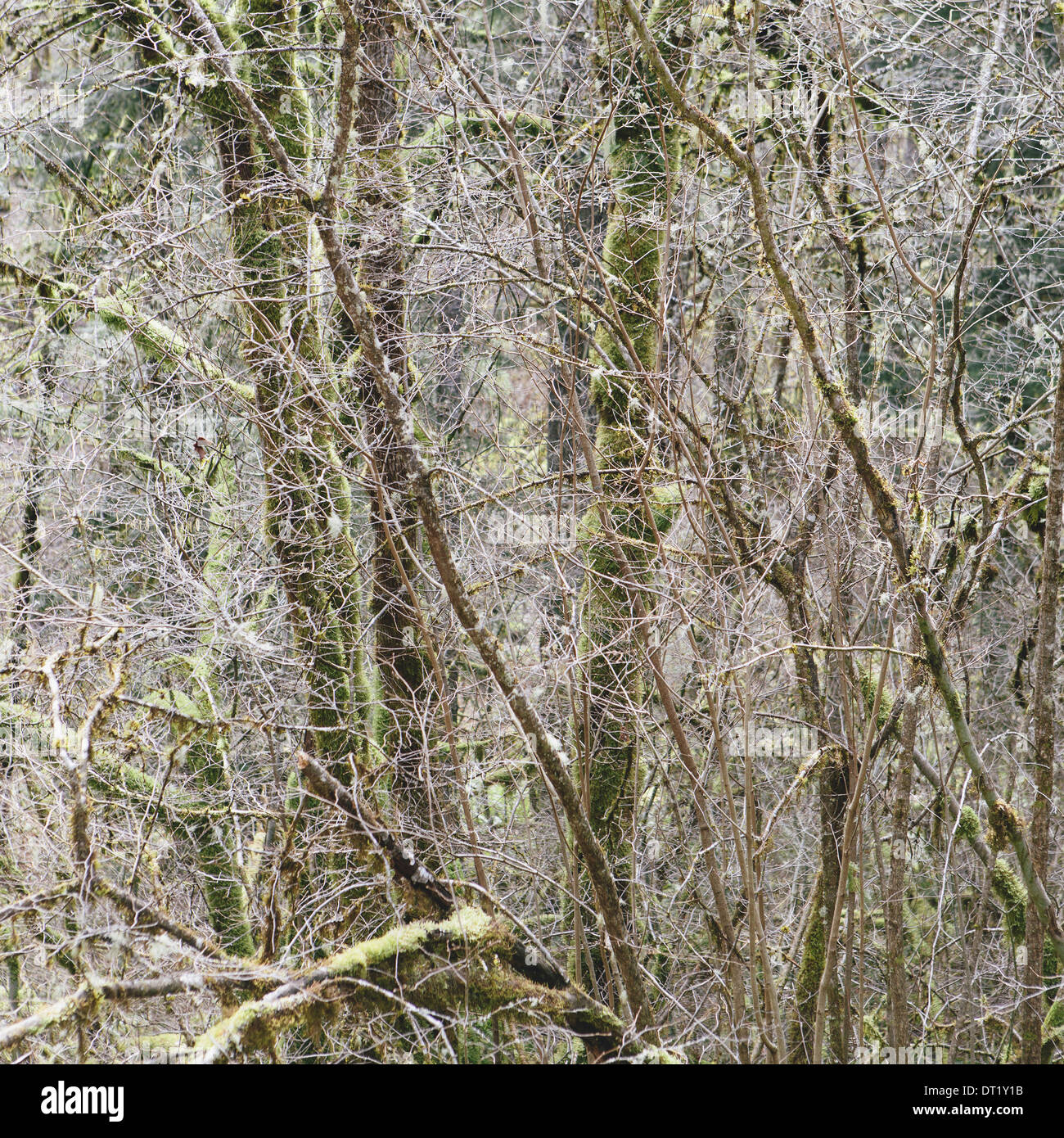 Ein dichter Wald von grünem Moos bedeckt Bäume der Rebe Ahorn Erle Zeder und Tanne in einem National Forest im Washington USA Stockfoto