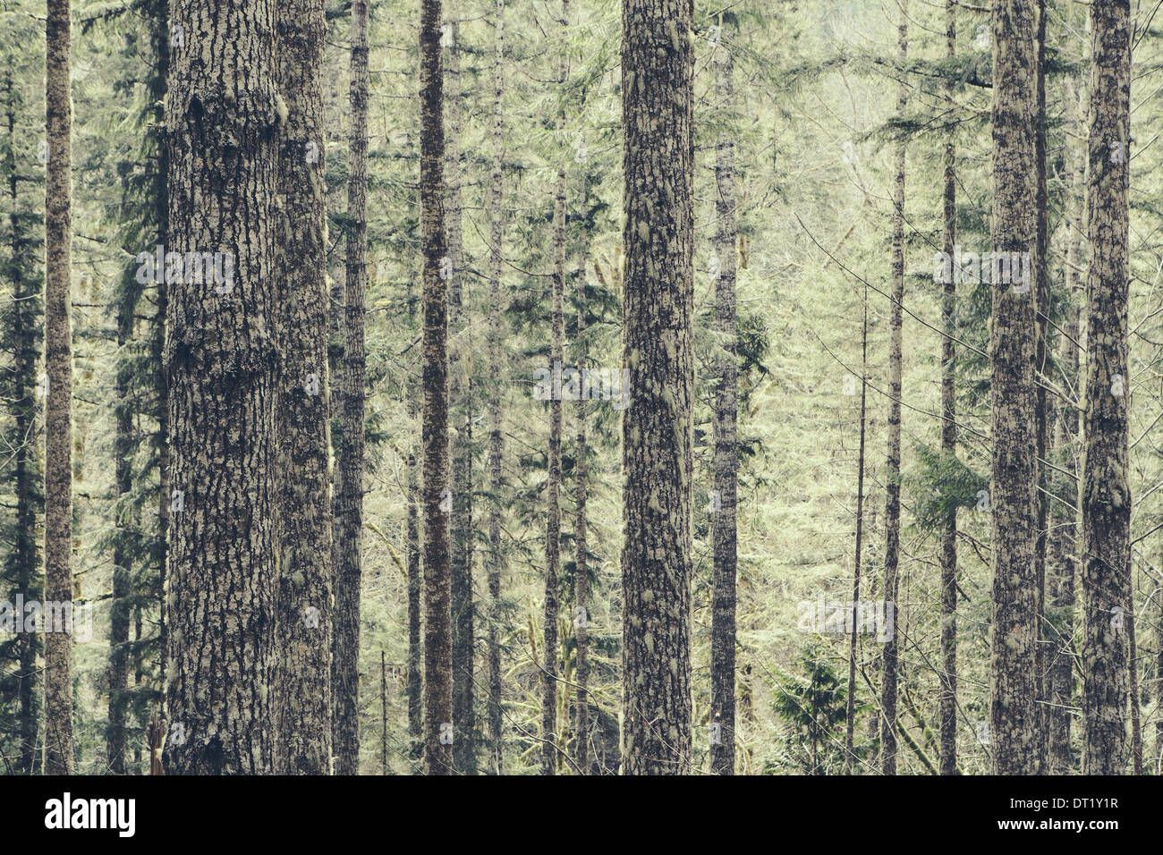 Ein dichter Wald von grünem Moos bedeckt Bäume der alten Zeder Tannen- und Hemlock in einem nationalen Wald in Washington USA Stockfoto