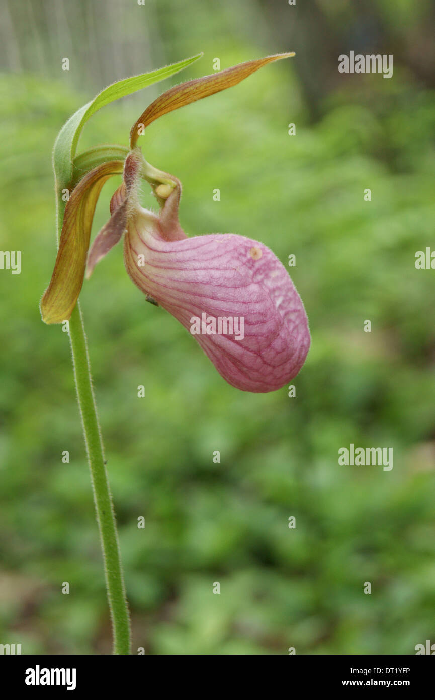 Pink Lady Slipper (Cypripedium Acaule) wächst wild in Maine Stockfoto