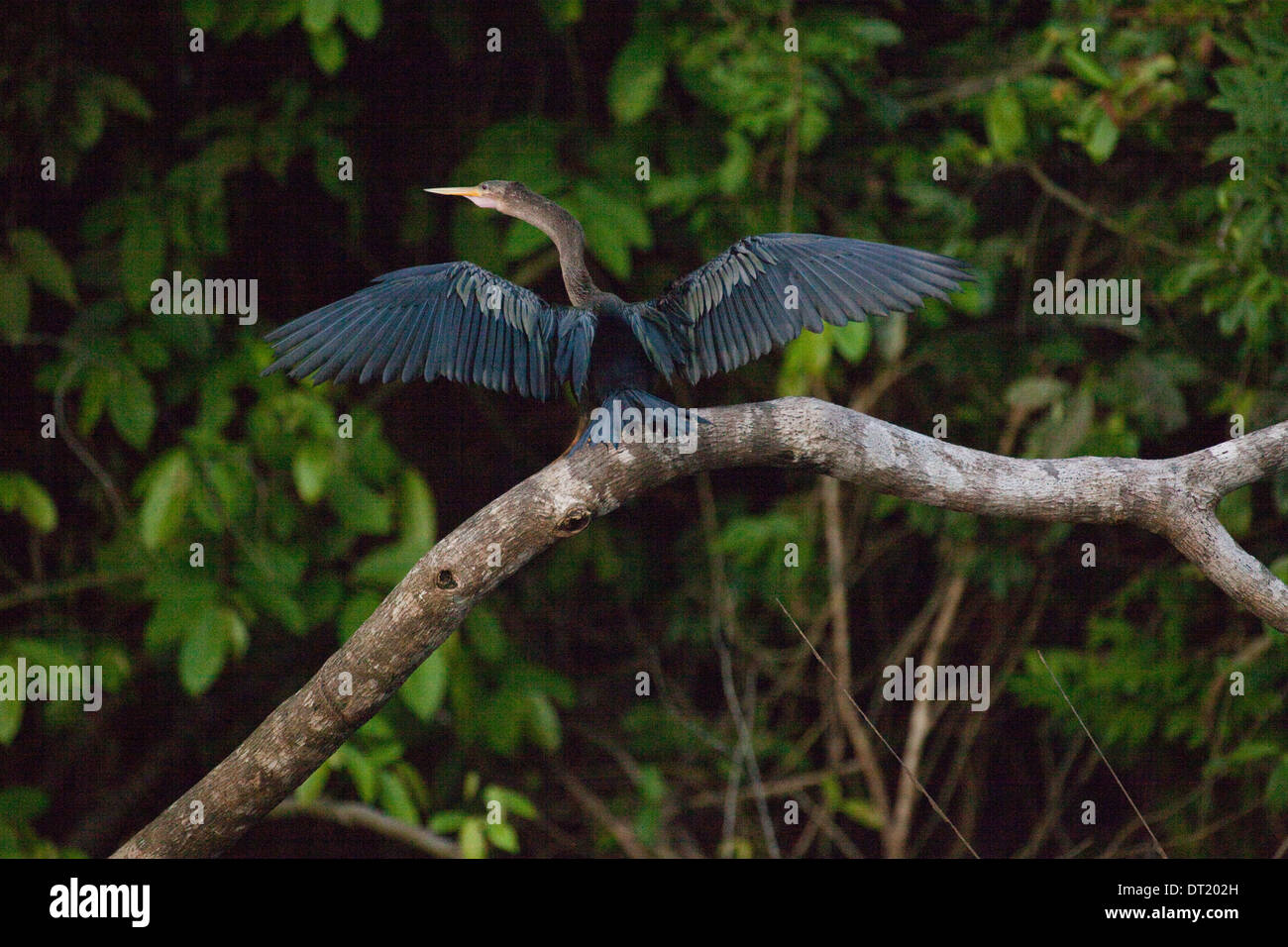 Anhinga oder Schlange Vogel (Anhingha Anhinga). Ausgebreiteten Flügeln trocknen in der Sonne nach einer Zeit der Immersion, während Angeln. Costa Stockfoto