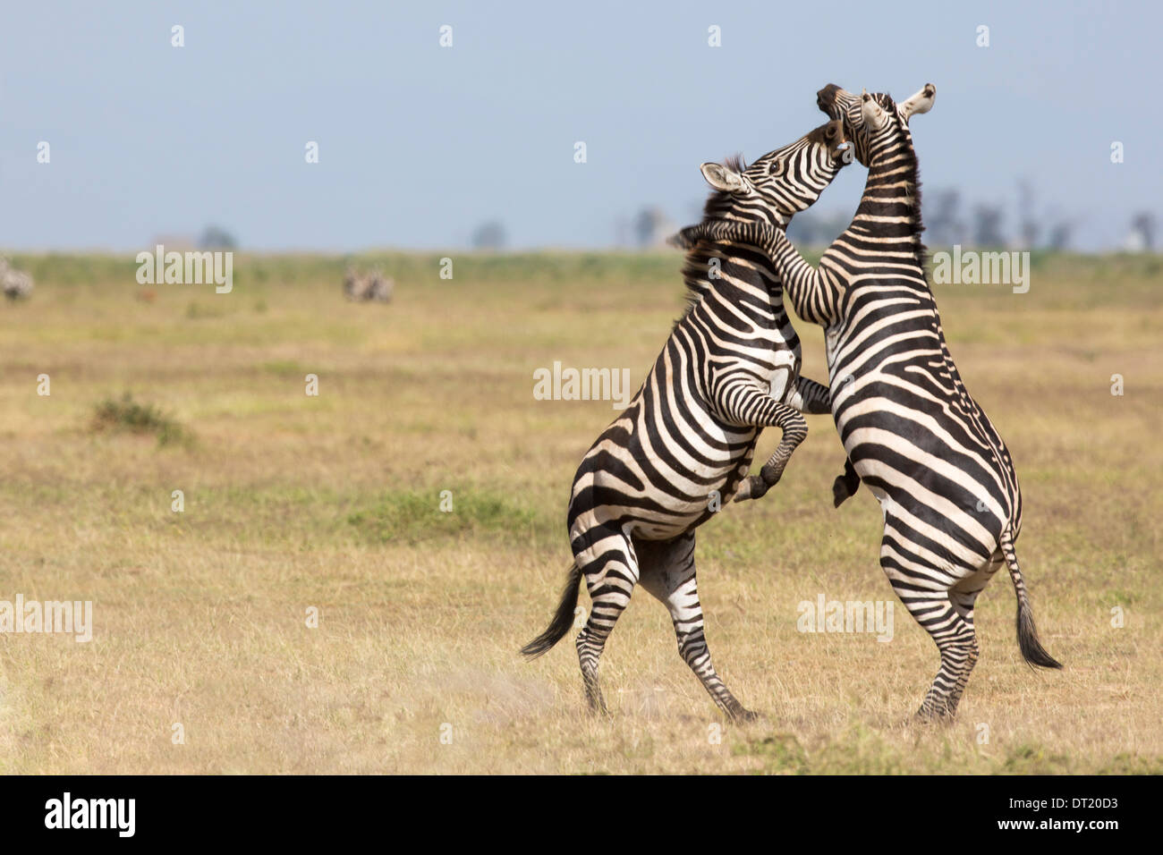 Ebenen Zebra, Equus Quagga auch bekannt als Equus Burchelli gemeinsame Zebra oder Burchell zebra Stockfoto