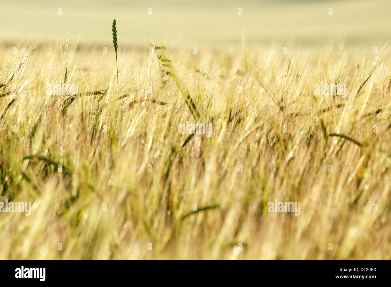 Grünes Weizenfeld und den einzelnen Stamm Stockfoto