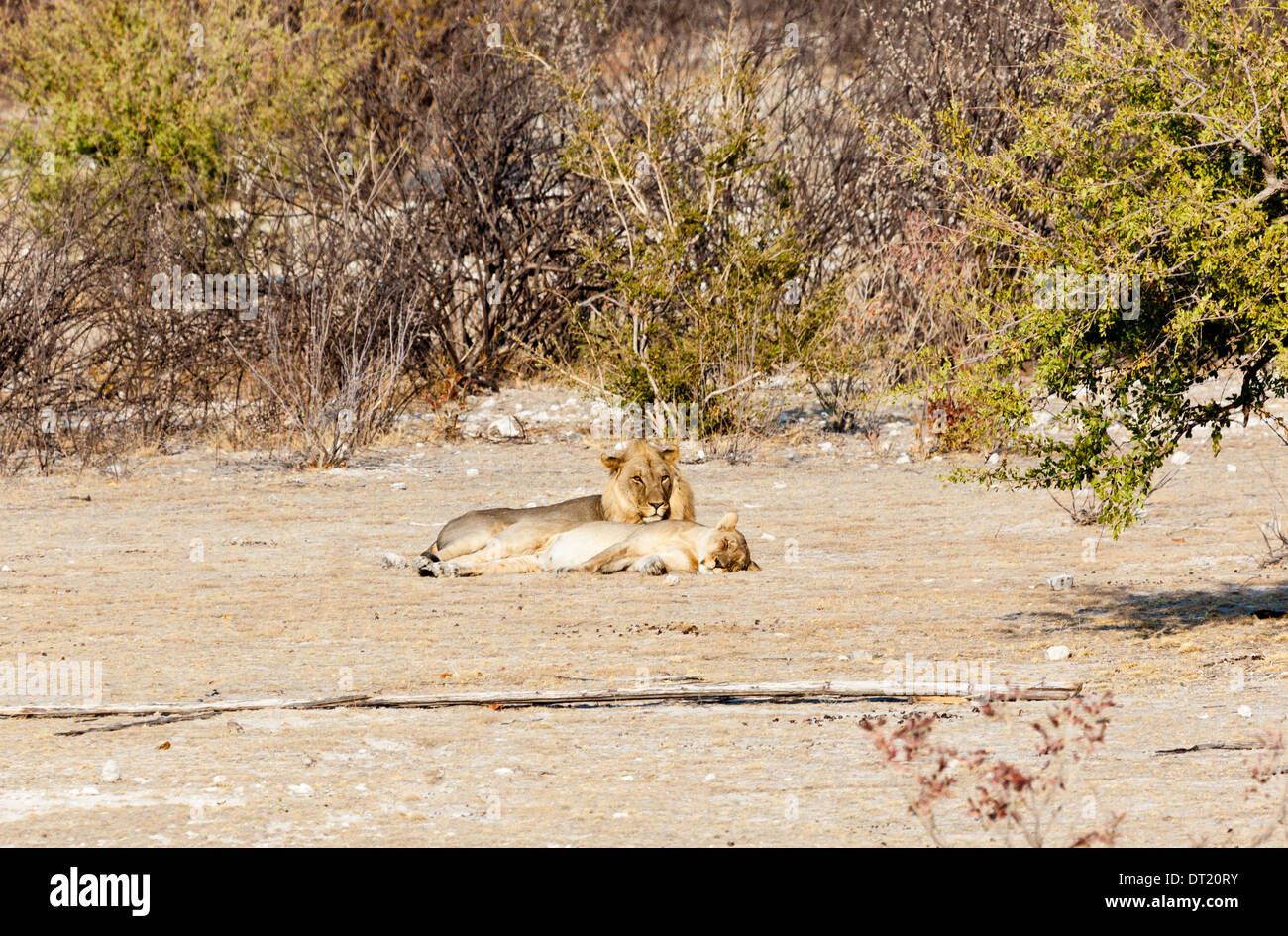 Zwei paarende Löwen liegen in der Nachmittagssonne im Etosha Nationalpark, Namibia Stockfoto