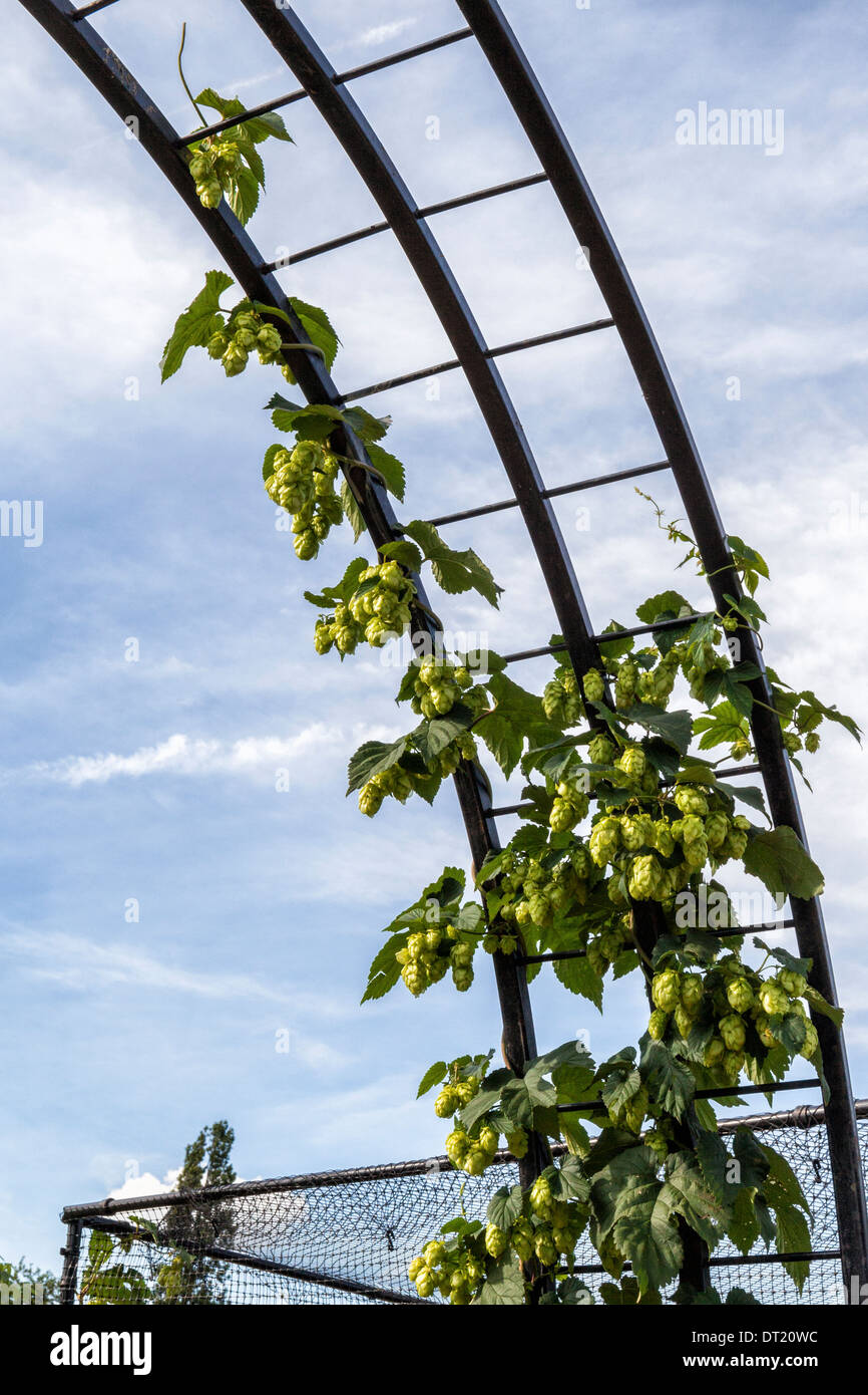 Hopfen Wachst An Ein Spalier An Globale Kuche Garten Bei