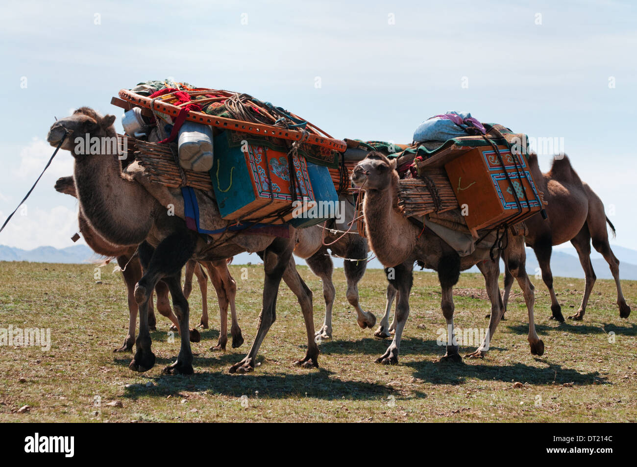 Kamelkarawane Transport demontiert Zelt der mongolischen Nomaden an eine neue Position Stockfoto