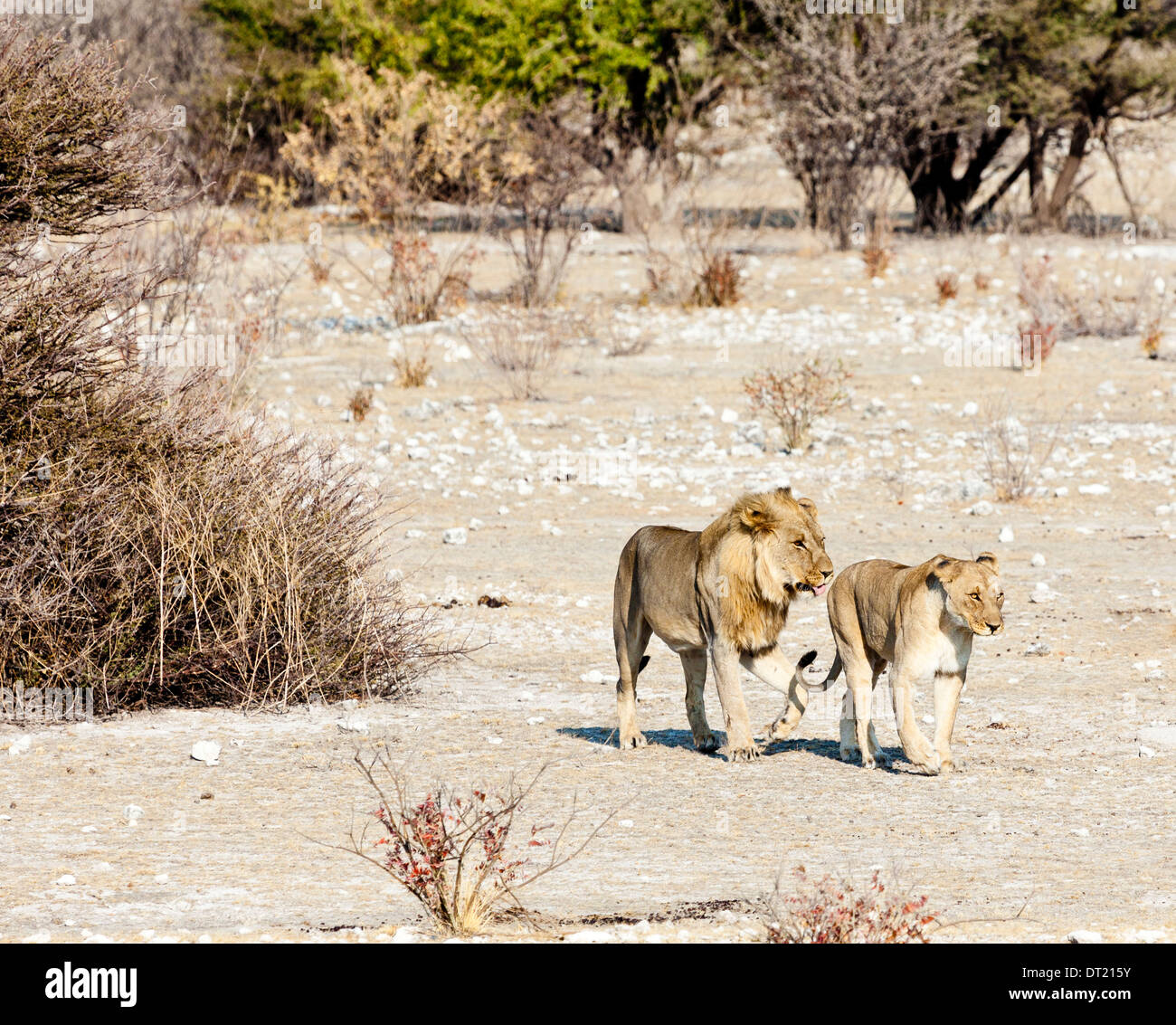 Zwei paarende Löwen im Etosha Nationalpark, Namibia, zu Fuß, mit der Mann seine Zunge heraus. Stockfoto