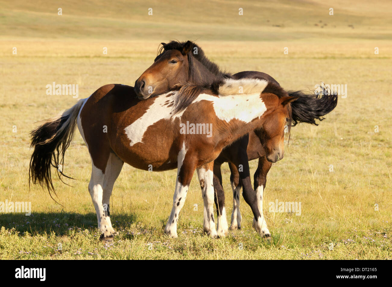 Zwei kostenlose Pferde in der Mongolei Stockfoto