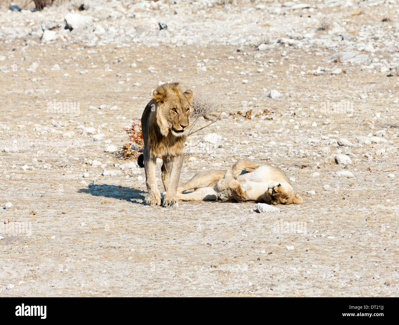 Zwei paarende Löwen kurz nach Kopulation mit der Löwin Rollen auf dem Boden im Etosha Nationalpark, Namibia Stockfoto