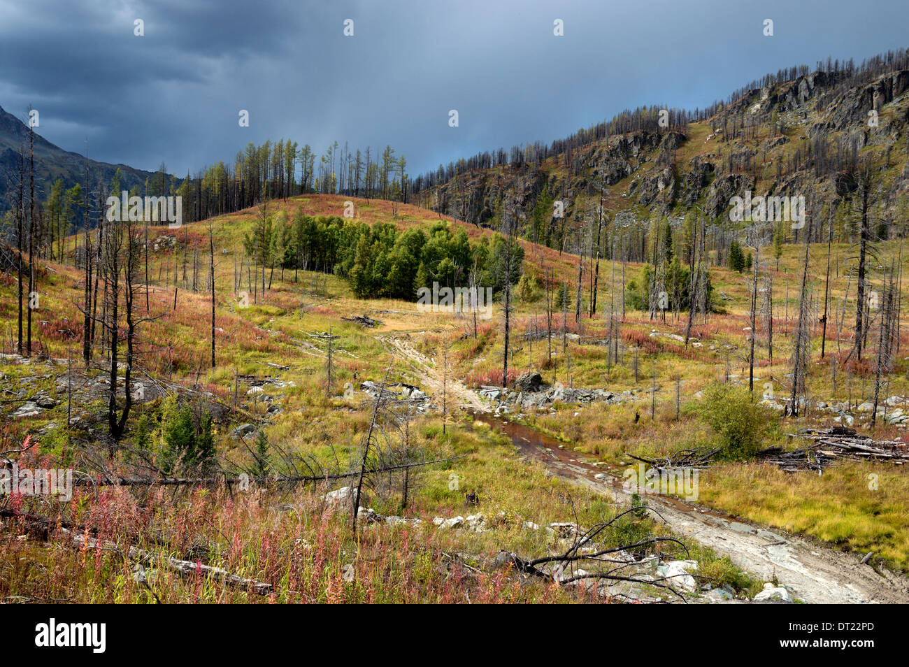 Wald, die Wiederherstellung nach einem Brand in den Bergen des Altai, Kasachstan Stockfoto