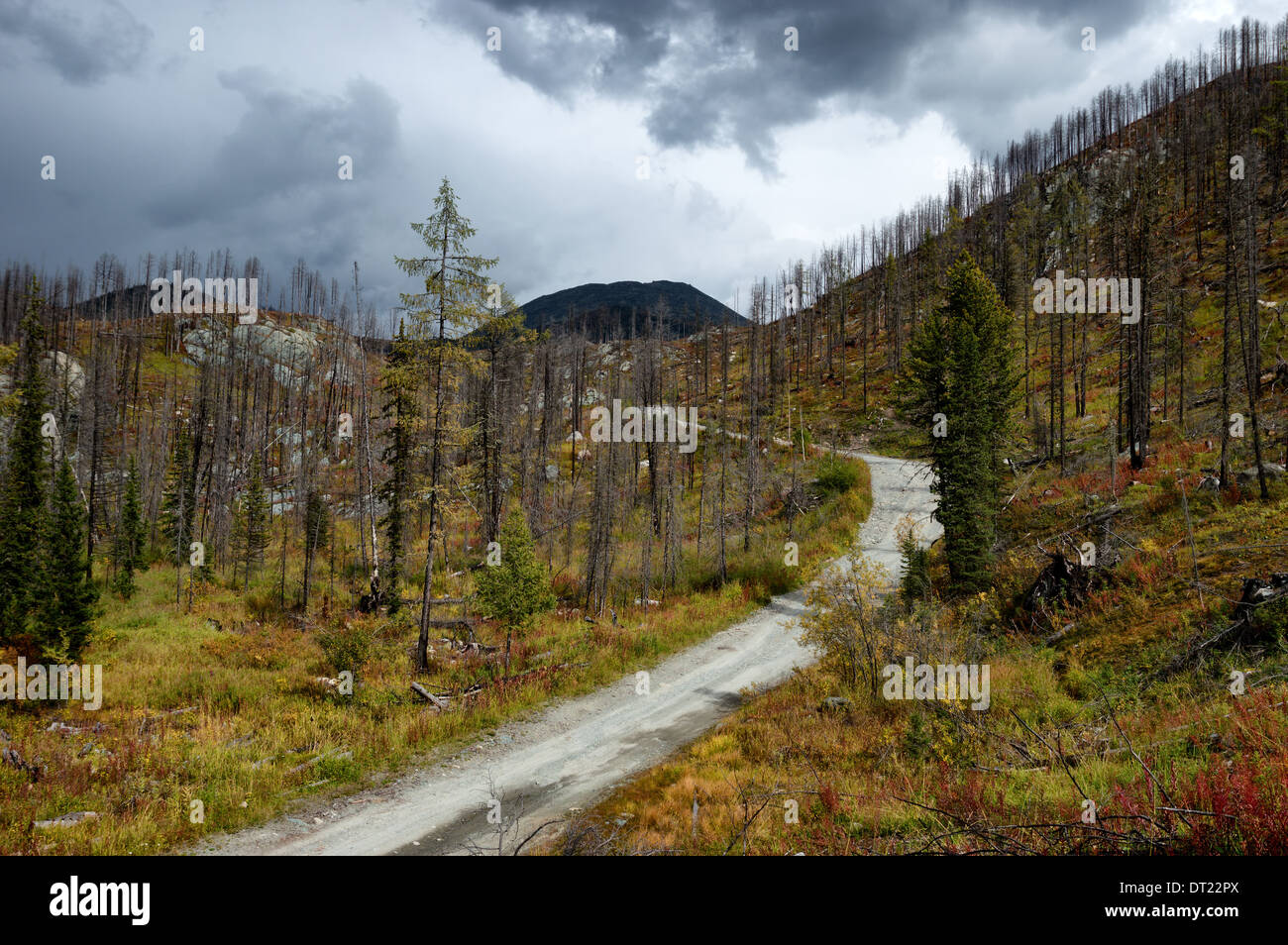 Wald, die Wiederherstellung nach einem Brand in den Bergen des Altai, Kasachstan Stockfoto
